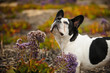 Black and white French Bulldog standing in purple flower field