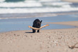 Young French Bulldog playing on beach.