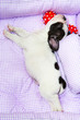 French bulldog puppy sleeping in bed