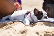French bulldog puppy lying on the beach