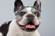 Old french bulldog black and white isolated against grey backgro