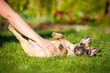 Funny french bulldog puppy lying on the lawn