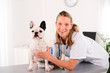 cheerful young veterinary taking care of a french bulldog