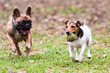 French Bulldog and Jack Russel Terrier playing with a ball