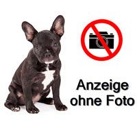 French Bulldog Dame in erfahrene (Rasse) Hände abzugeben.
