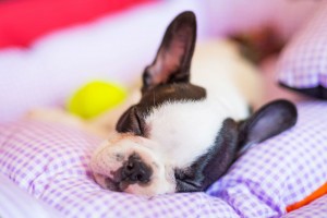 French Bulldog Abgabealter