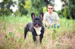 Kaufberatung Französische Bulldogge