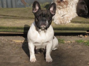 Mutter: Französische Bulldogge