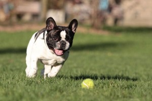 Französische Bulldogge alleine zu Hause lassen