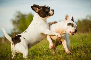 Elterntiere Französische Bulldogge Zucht