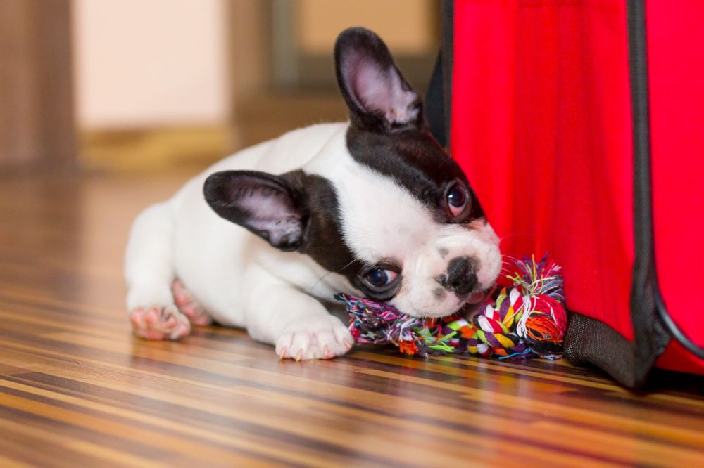 Französische Bulldogge Welpen - Preis, Erziehung