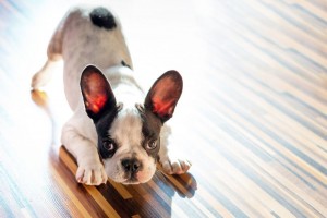 Konsequenz und Ausdauer bei der Erziehung der französischen Bulldogge