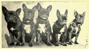 Fünf French Bulldog ca. 1907