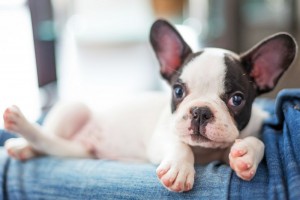 Französische Bulldogge auf Parkplatz von Züchter kaufen.