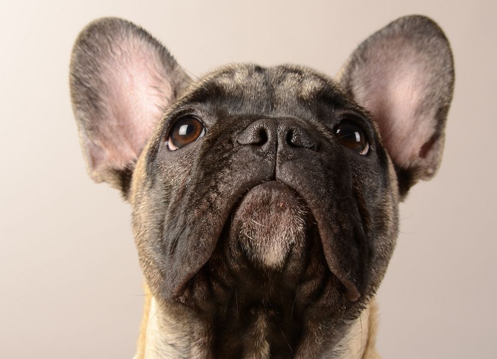 Französische Bulldogge Ernährung und Futter