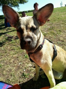 Franzoesische Bulldogge Labrador Mix