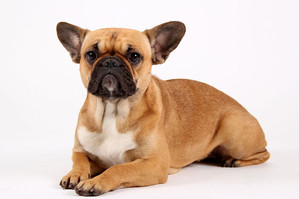 Droll English Bulldog Chihuahua Bulldog Mix