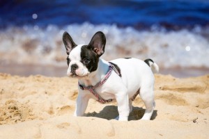 Französische Bulldogge Urlaub