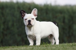 Franzoesische Bulldogge in Not
