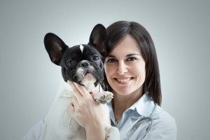 Französische Bulldogge kaufen