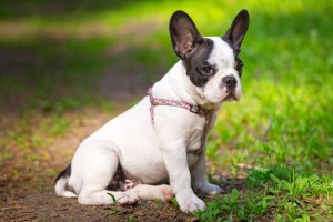 Warum landet der French Bulldog im Tierheim?