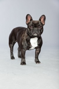 Züchter Französische Bulldogge