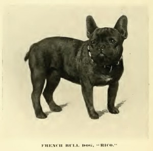 Französische Bulldogge ca. 1890