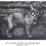 French Bulldog Rico 1901