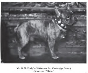 French Bulldog Rico 1901