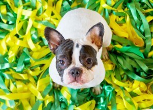 Futterkosten Französische Bulldogge