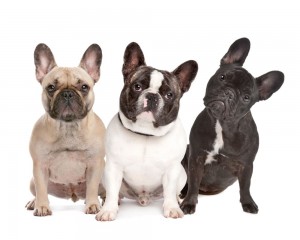 Impfungen French Bulldog