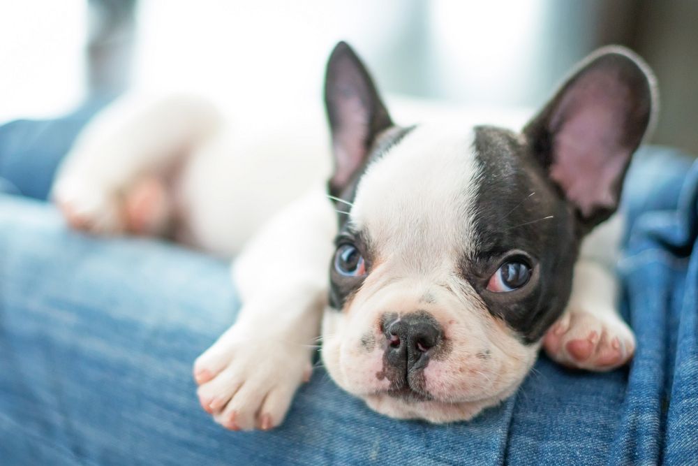 Französische Bulldogge kaufen: ♀, Welpe aus Duisburg