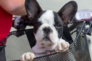 Ohren Untersuchung Französische Bulldogge