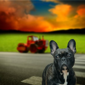 Pflege French Bulldog
