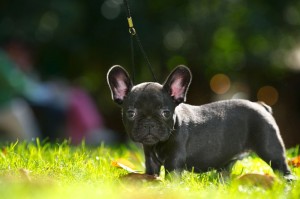 Rassemerkmale Französische Bulldogge
