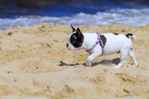 Sommer - Winter - French Bulldog