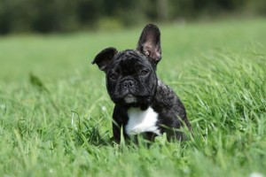 Welpen Französische Bulldogge