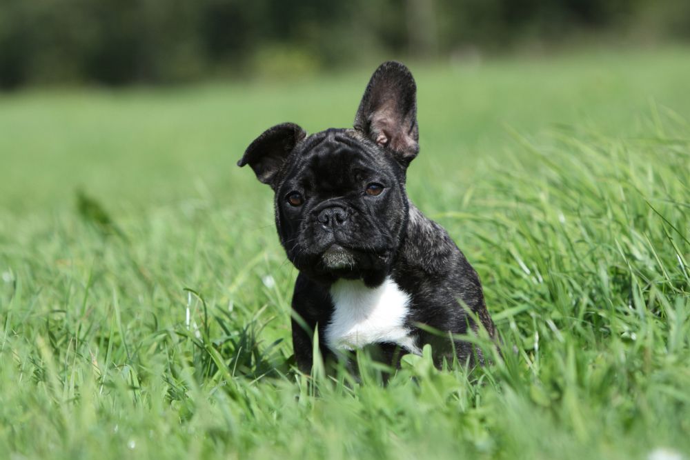 Französische Bulldoggen Welpen •