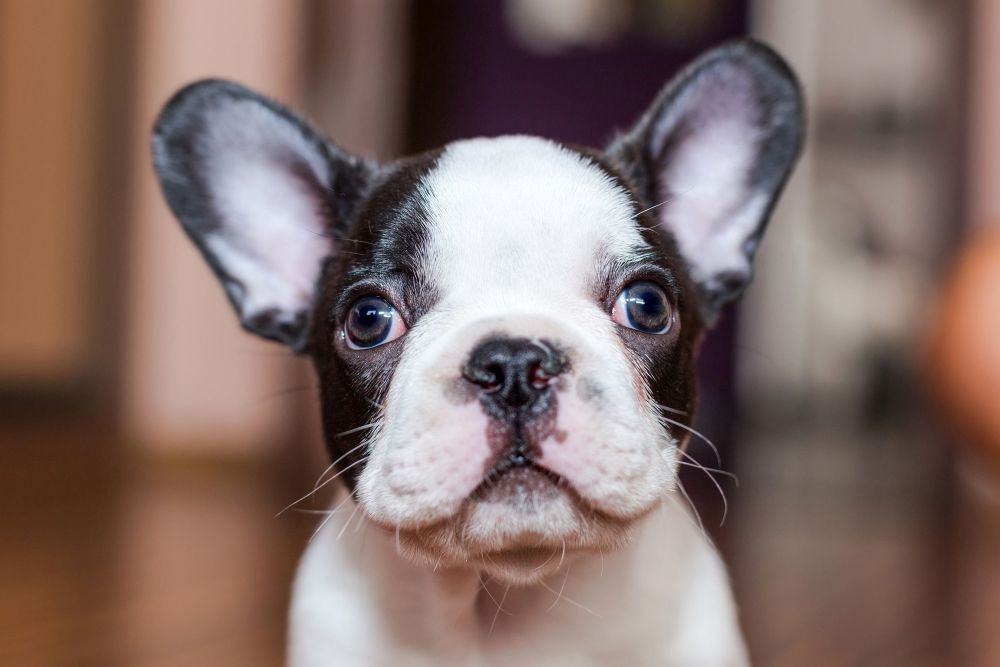 Französische Bulldogge