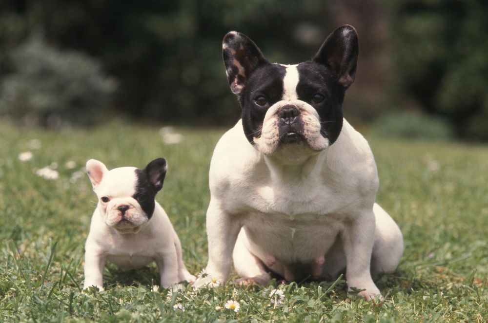 Französische Bulldogge - Die offizielle Website für VDH-Welpen