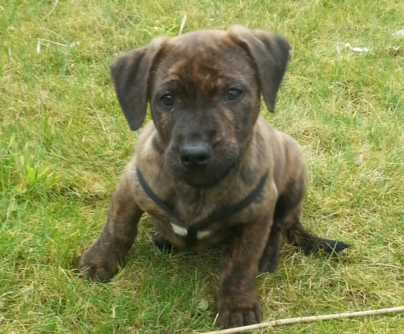 99+ English Bulldog Lab Mix Puppies