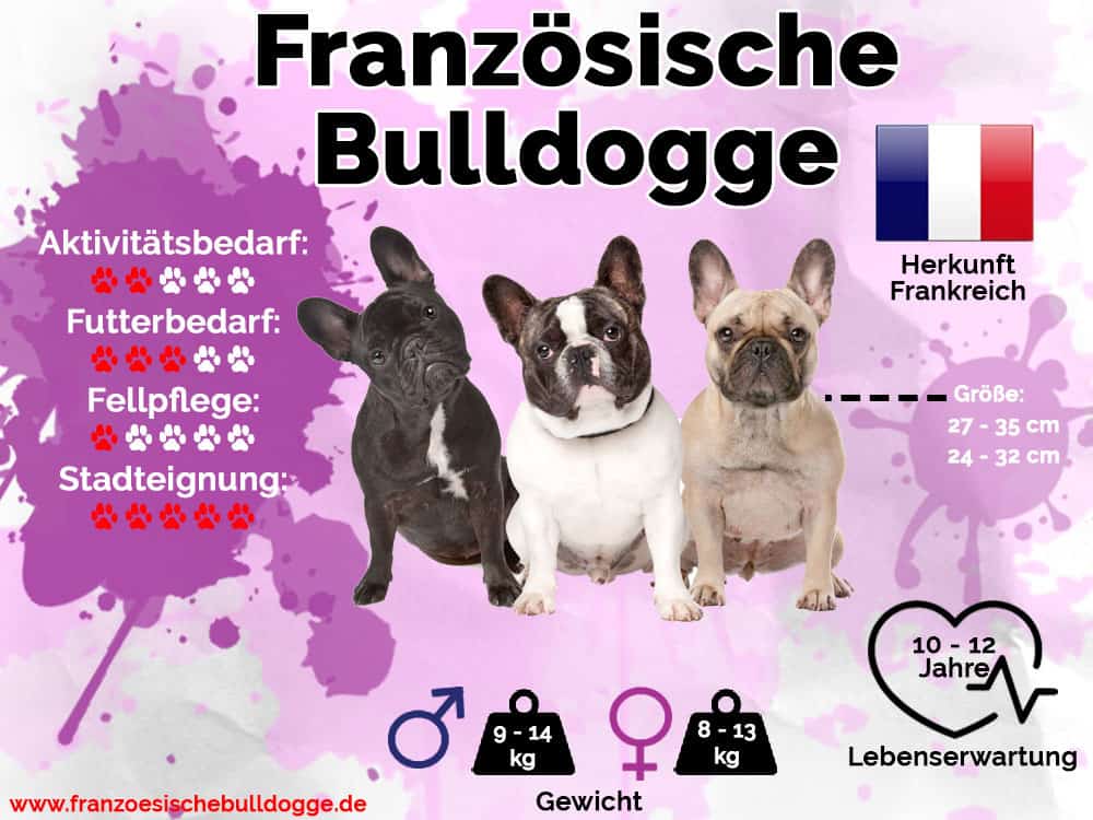 Französische Bulldogge Infografik