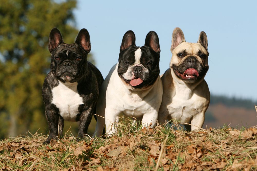 Drei Französische Bulldoggen