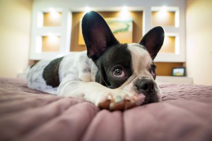 Französische Bulldogge kaufen