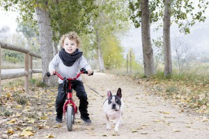 Französische Bulldogge mit Kind auf Fahrrad