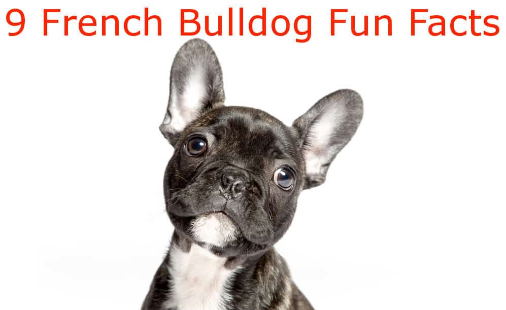 9 fun facts french bulldog