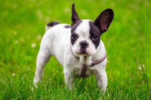 French Bulldogge Charakter