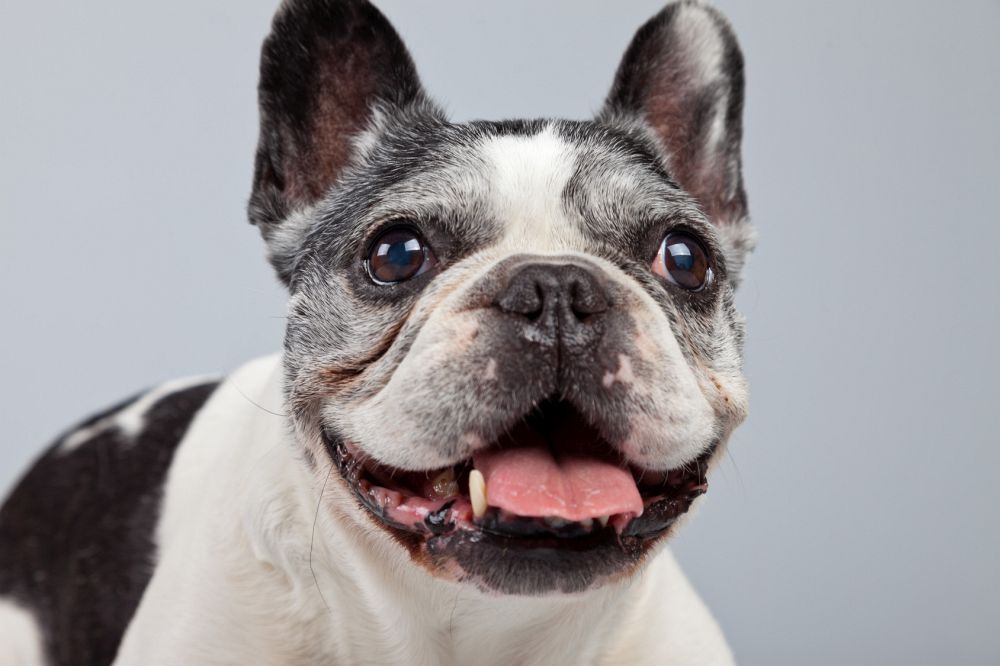 22+ Hund Hat Pickel Im Ohr PNG