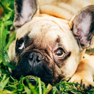 häufige Infektionen bei der Französischen Bulldogge