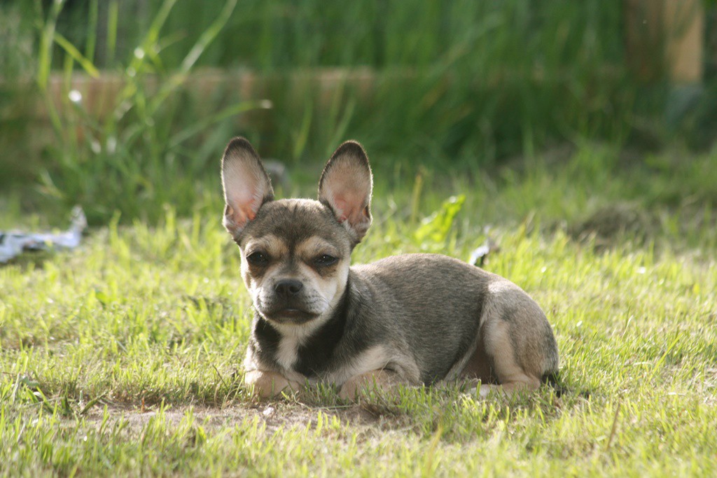 Phoebe: Eine ganz aufgeweckter Französische Bulldogge und Chihuahua Mix. - Mexican French - Fotoquelle: Martina D.